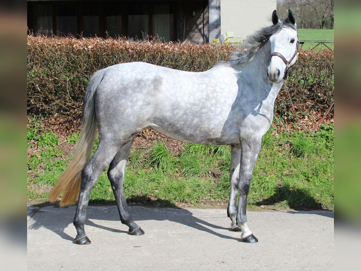Irländsk sporthäst Sto 4 år 164 cm Grå in Boutersem