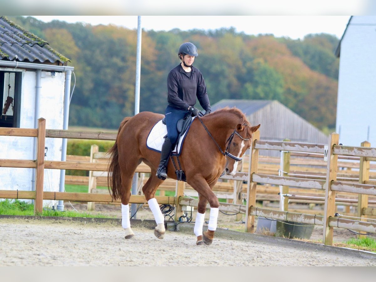 Irländsk sporthäst Sto 4 år 167 cm Fux in Bogaarden