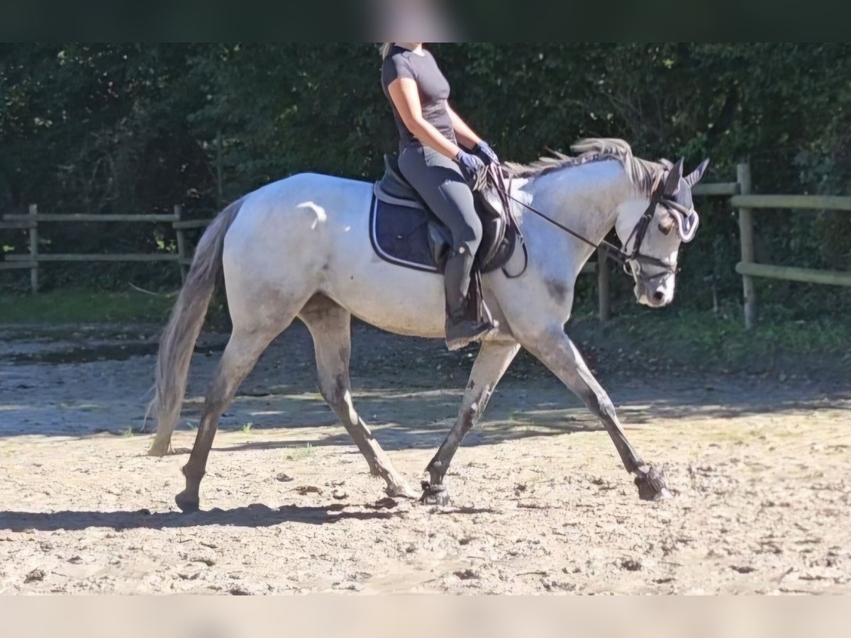 Irländsk sporthäst Sto 5 år 162 cm Gråskimmel in Nettetal