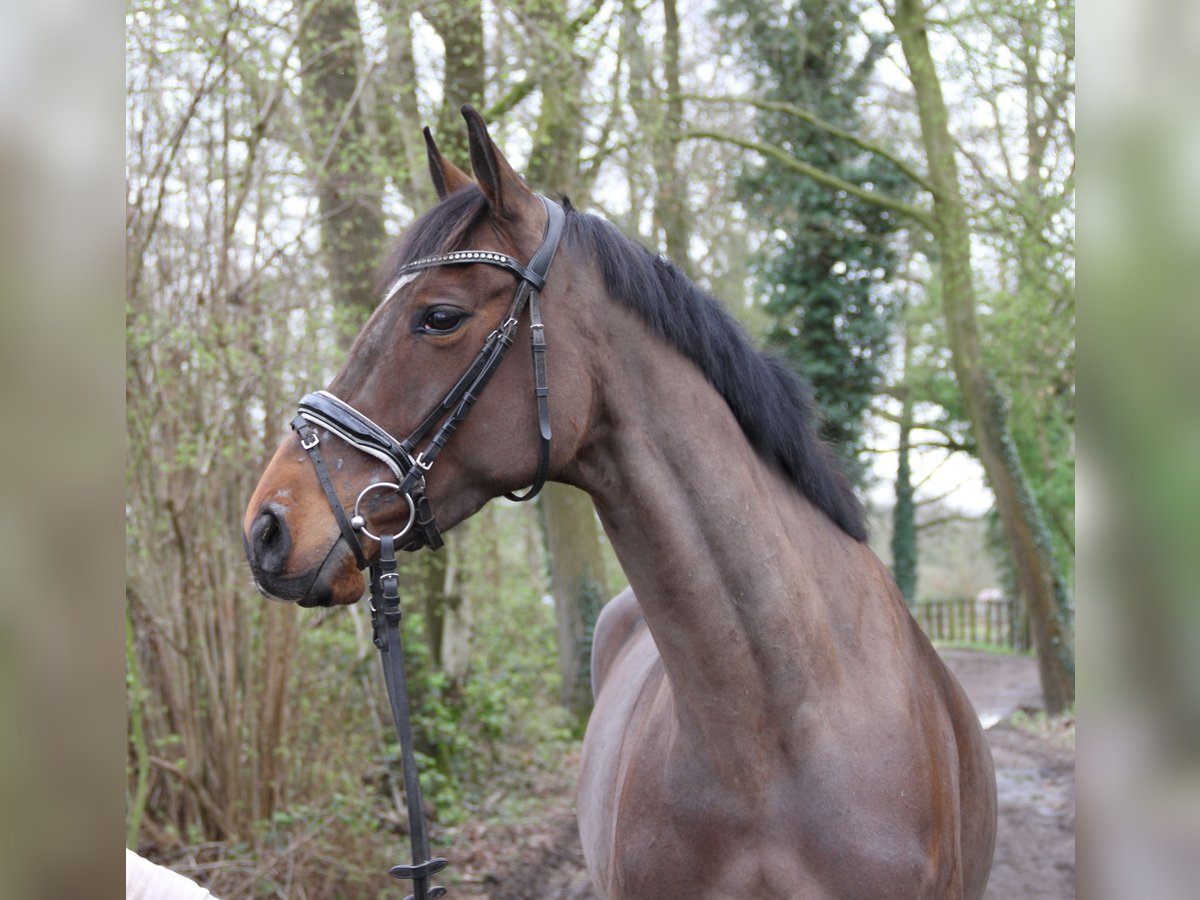 Irländsk sporthäst Sto 5 år 162 cm Rökfärgad svart in Nettetal