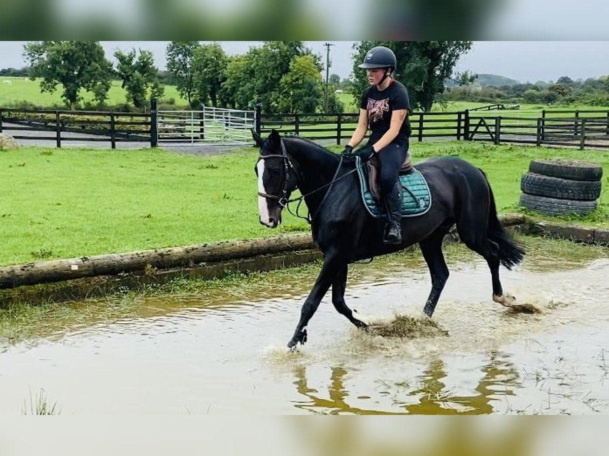 Irländsk sporthäst Sto 5 år 165 cm Svart in Sligo