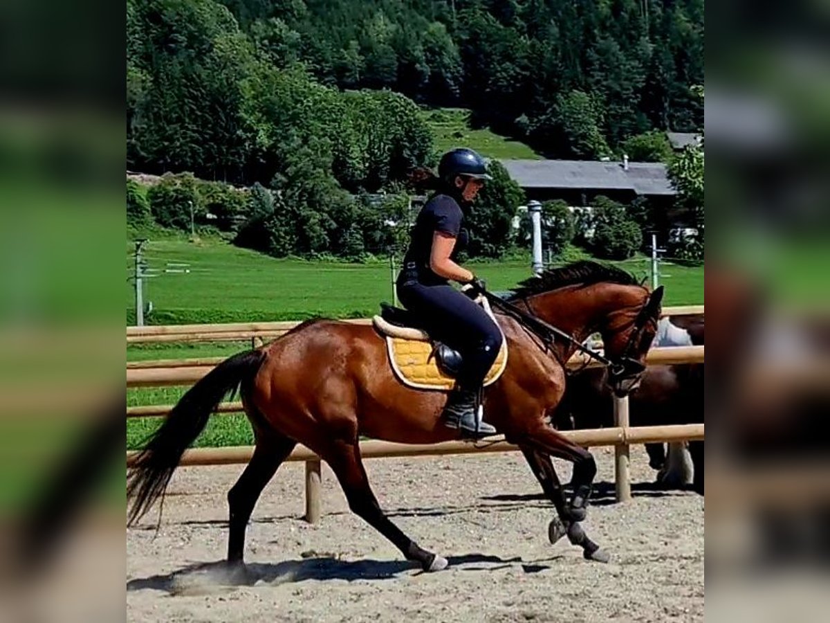 Irländsk sporthäst Sto 6 år 168 cm Brun in Gummern