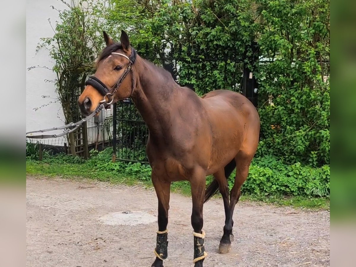 Irländsk sporthäst Sto 7 år 160 cm Brun in Lage