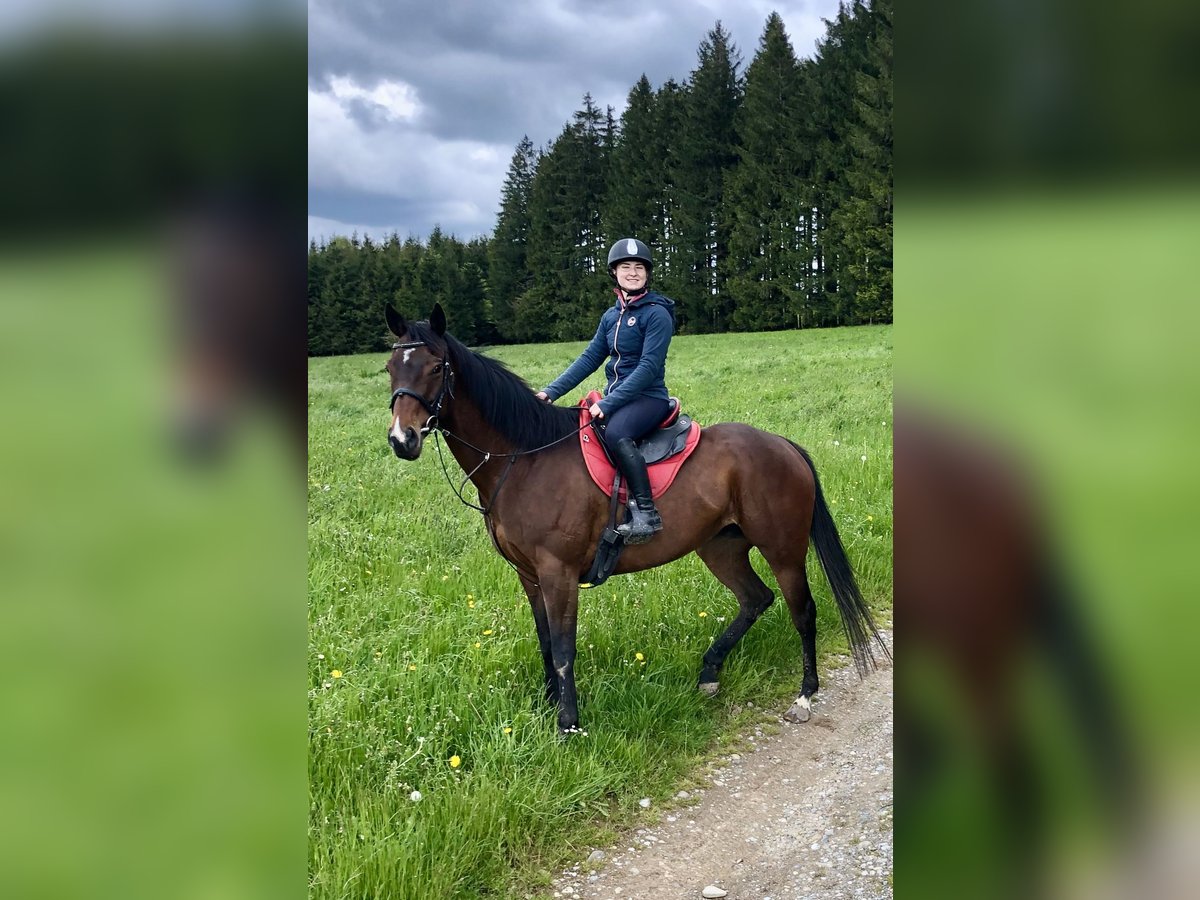 Irländsk sporthäst Sto 7 år 162 cm Mörkbrun in Dietmannsried