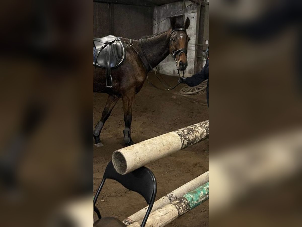 Irländsk sporthäst Sto 8 år 162 cm Brun in Aalborg