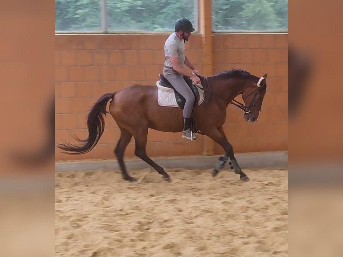 Irländsk sporthäst Valack 13 år 169 cm Brun in Lage