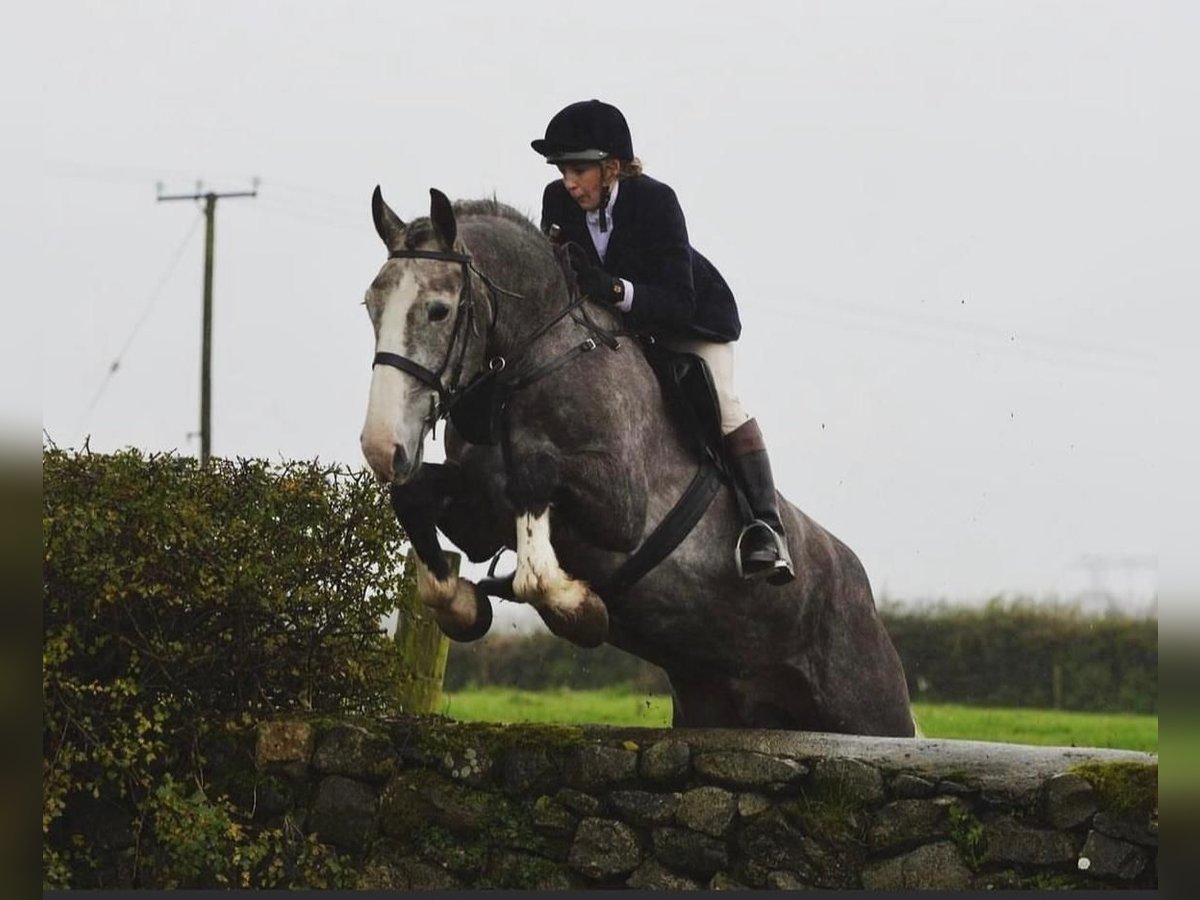 Irländsk sporthäst Valack 5 år 175 cm Grå in Limerick