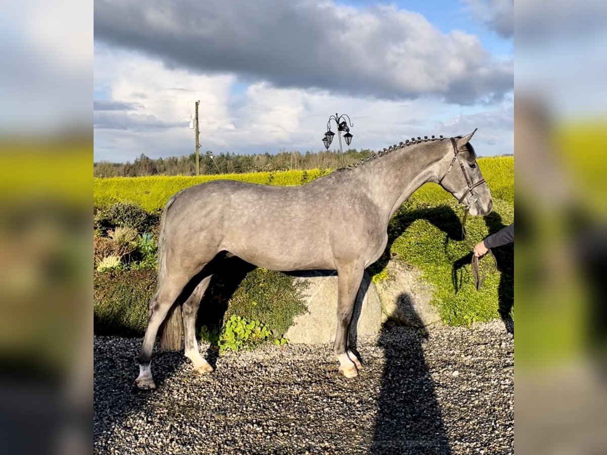 Irländsk sporthäst Valack 6 år 164 cm Grå in Sligo