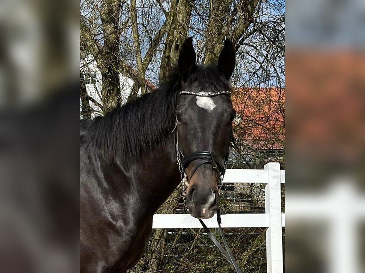 Irländsk sporthäst Valack 6 år 165 cm Mörkbrun in Loiching