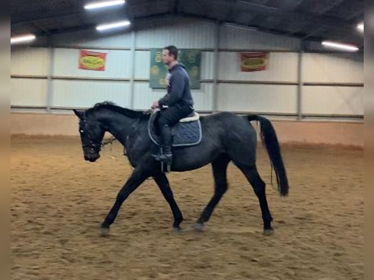 Irländsk sporthäst Valack 6 år 165 cm Svart in Elze Esbeck