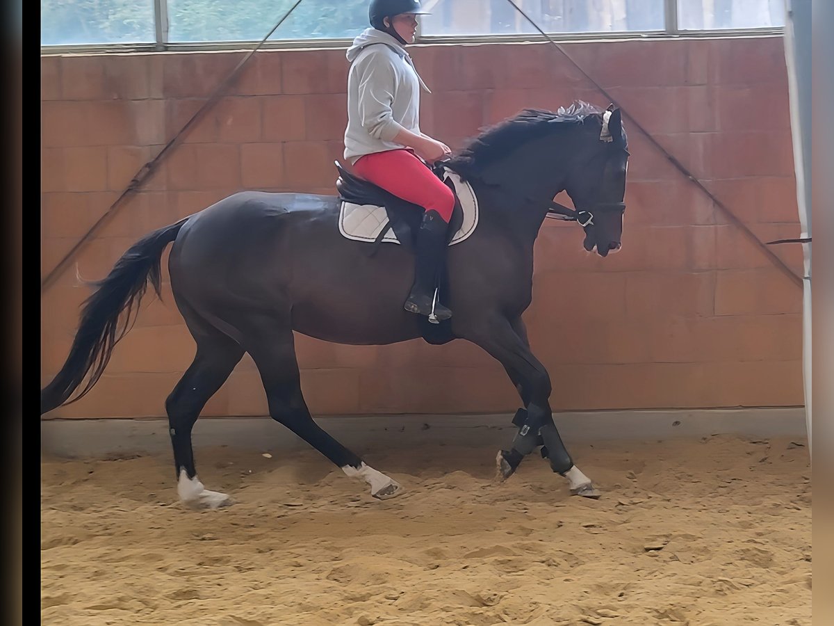 Irländsk sporthäst Valack 7 år 167 cm Brun in Lage