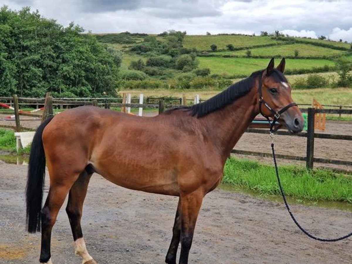 Irländsk sporthäst Valack 7 år 167 cm Brun in Sligo
