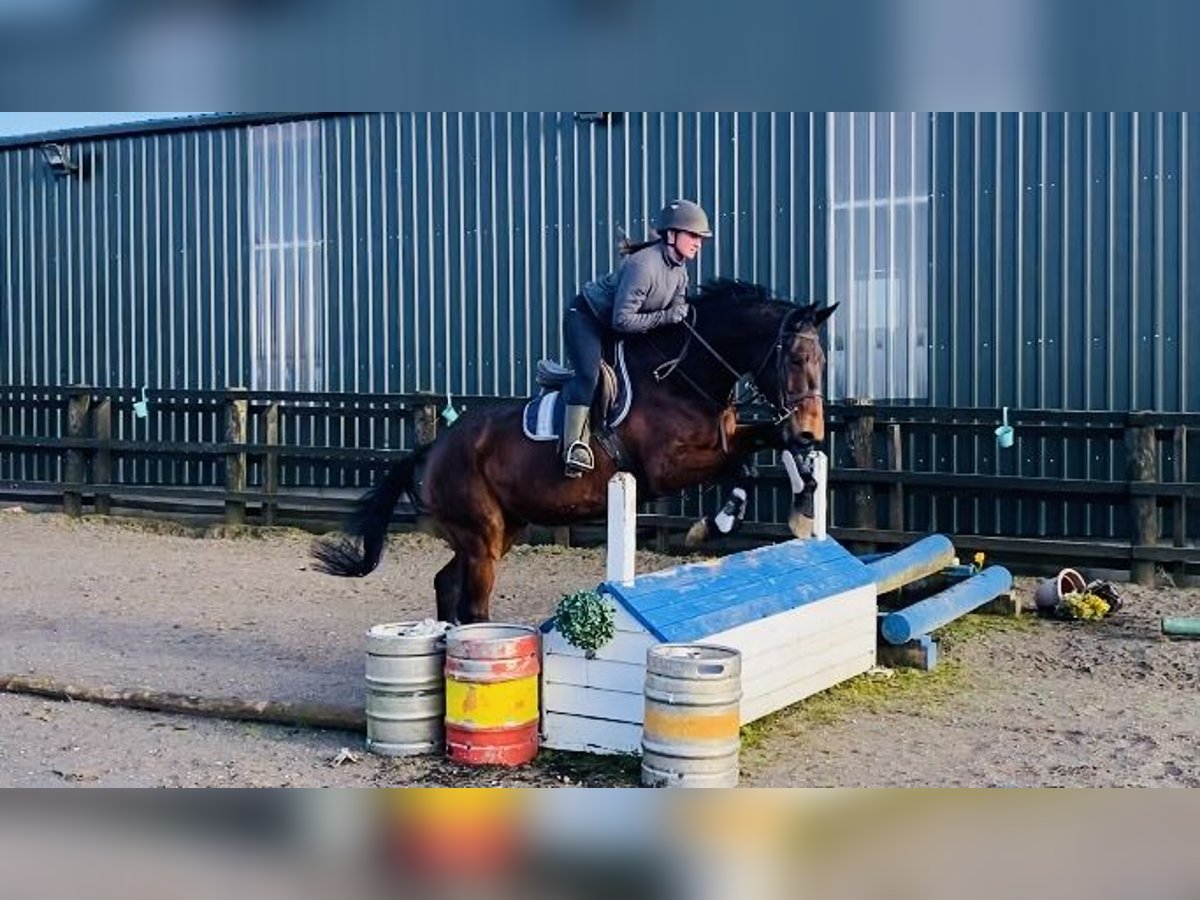 Irländsk sporthäst Valack 7 år 170 cm Brun in Sligo