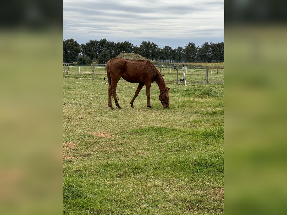 Irländskt fullblod Valack 4 år 165 cm Fux in Hoeven