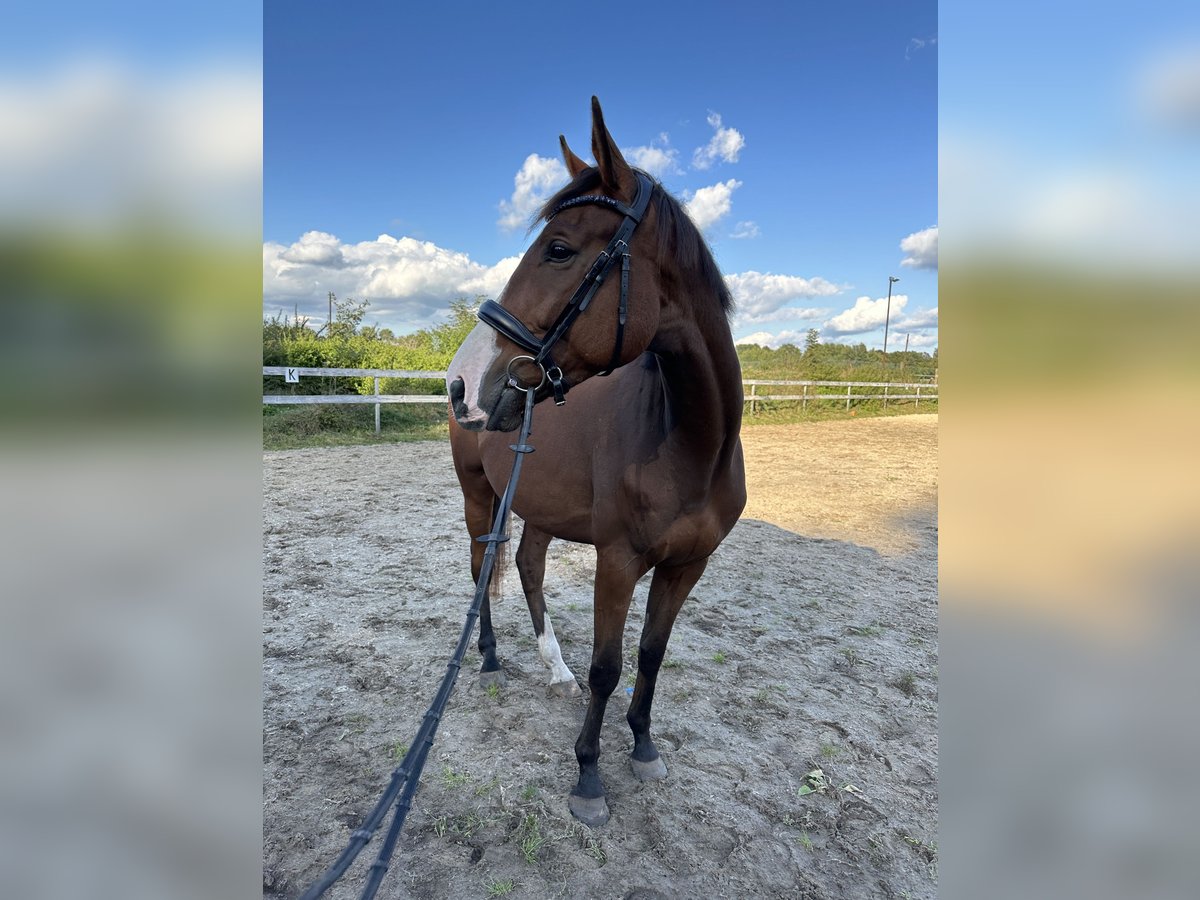 Irländskt fullblod Valack 5 år 163 cm Brun in Visselhövede