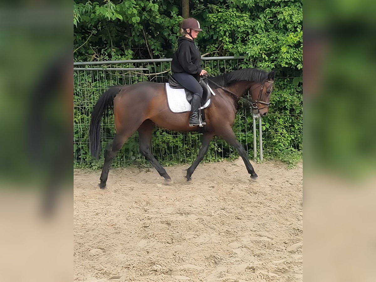 Irlandzki koń sportowy Klacz 10 lat 165 cm Gniada in Lage