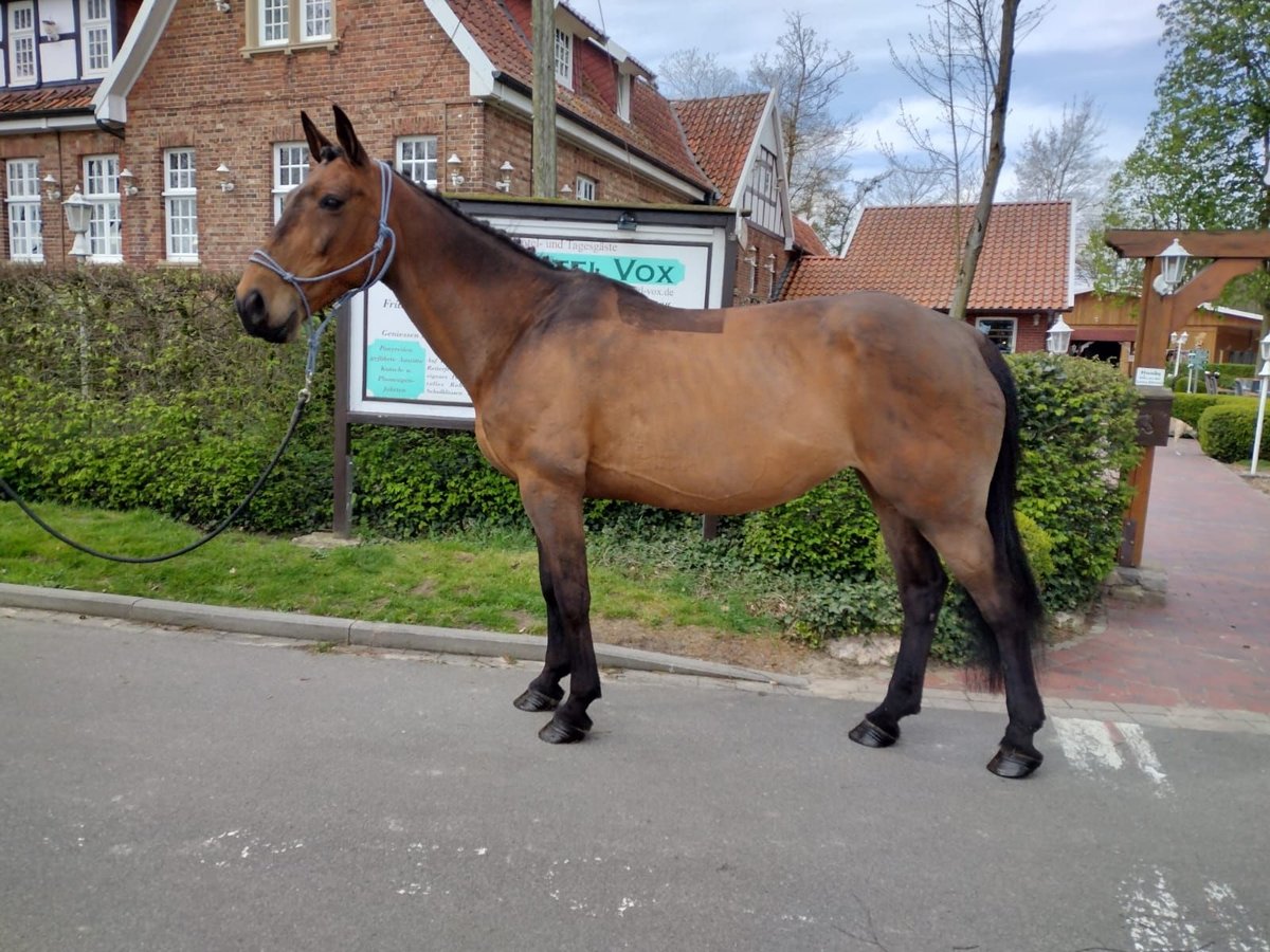 Irlandzki koń sportowy Klacz 11 lat 165 cm Gniada in Eggermühlen