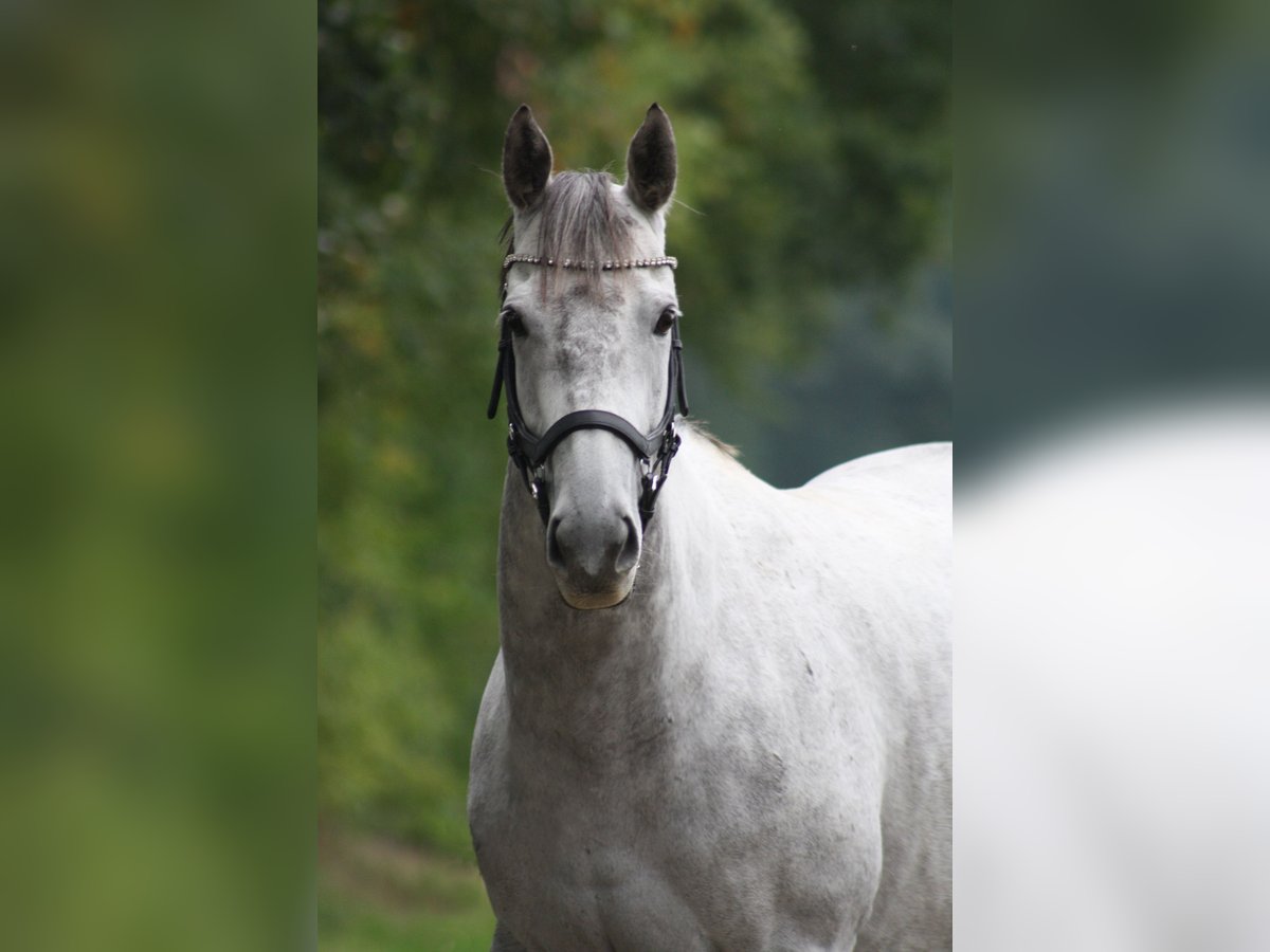 Irlandzki koń sportowy Klacz 12 lat 154 cm Siwa jabłkowita in Wiefelstede