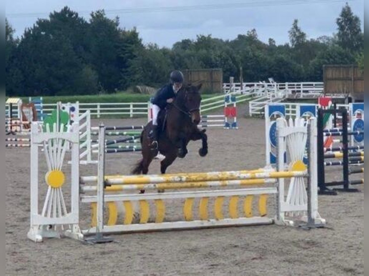 Irlandzki koń sportowy Klacz 15 lat 152 cm Gniada in Kildare