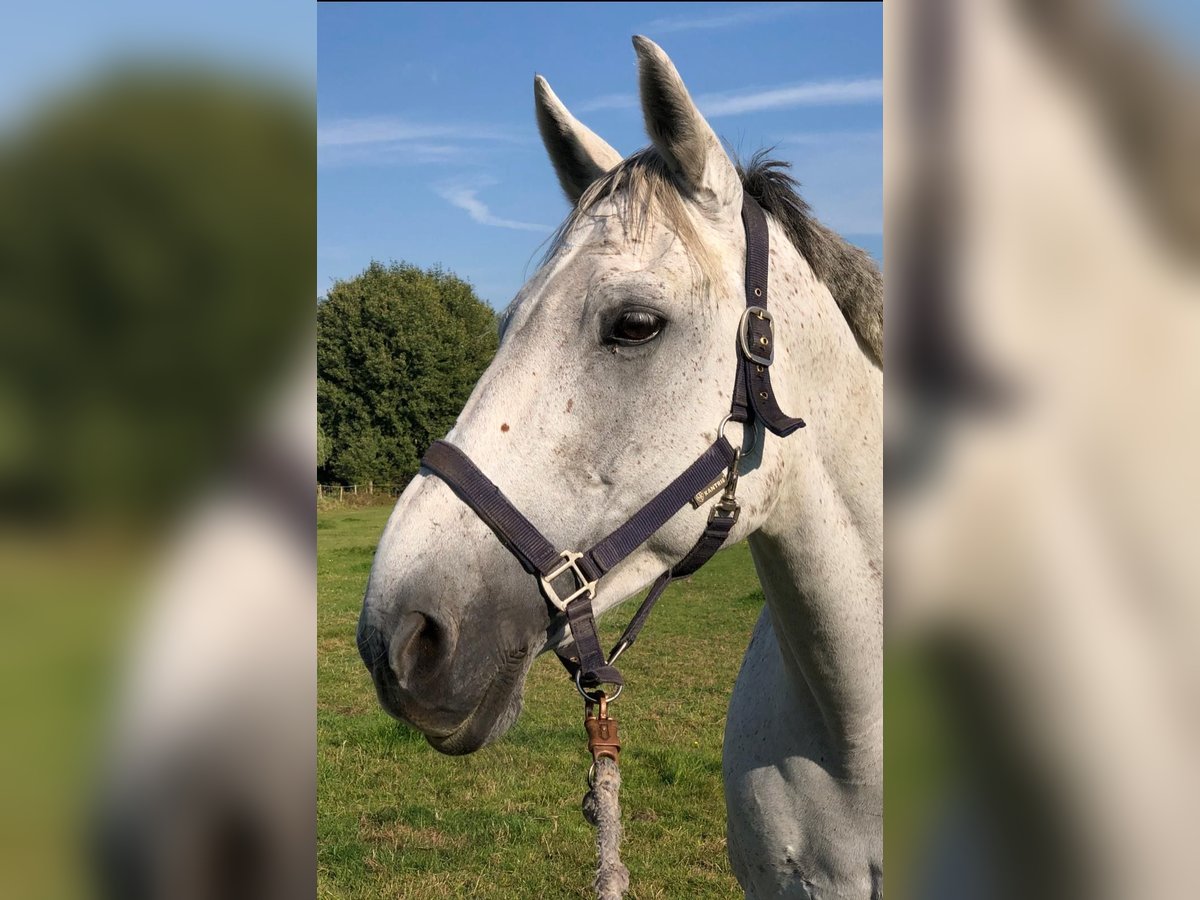 Irlandzki koń sportowy Klacz 17 lat 163 cm Siwa in Burgwedel