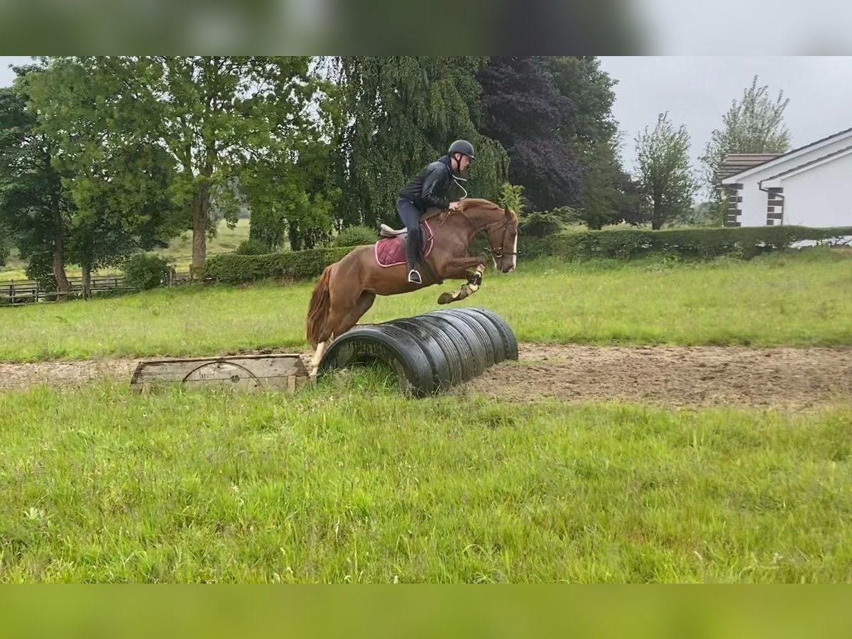 Irlandzki koń sportowy Klacz 4 lat 138 cm Ciemnokasztanowata in Sligo