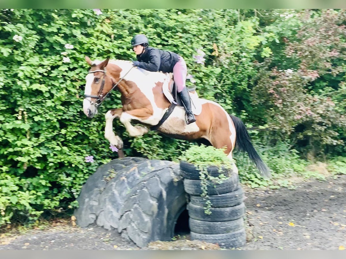 Irlandzki koń sportowy Klacz 5 lat Srokata in Mountrath