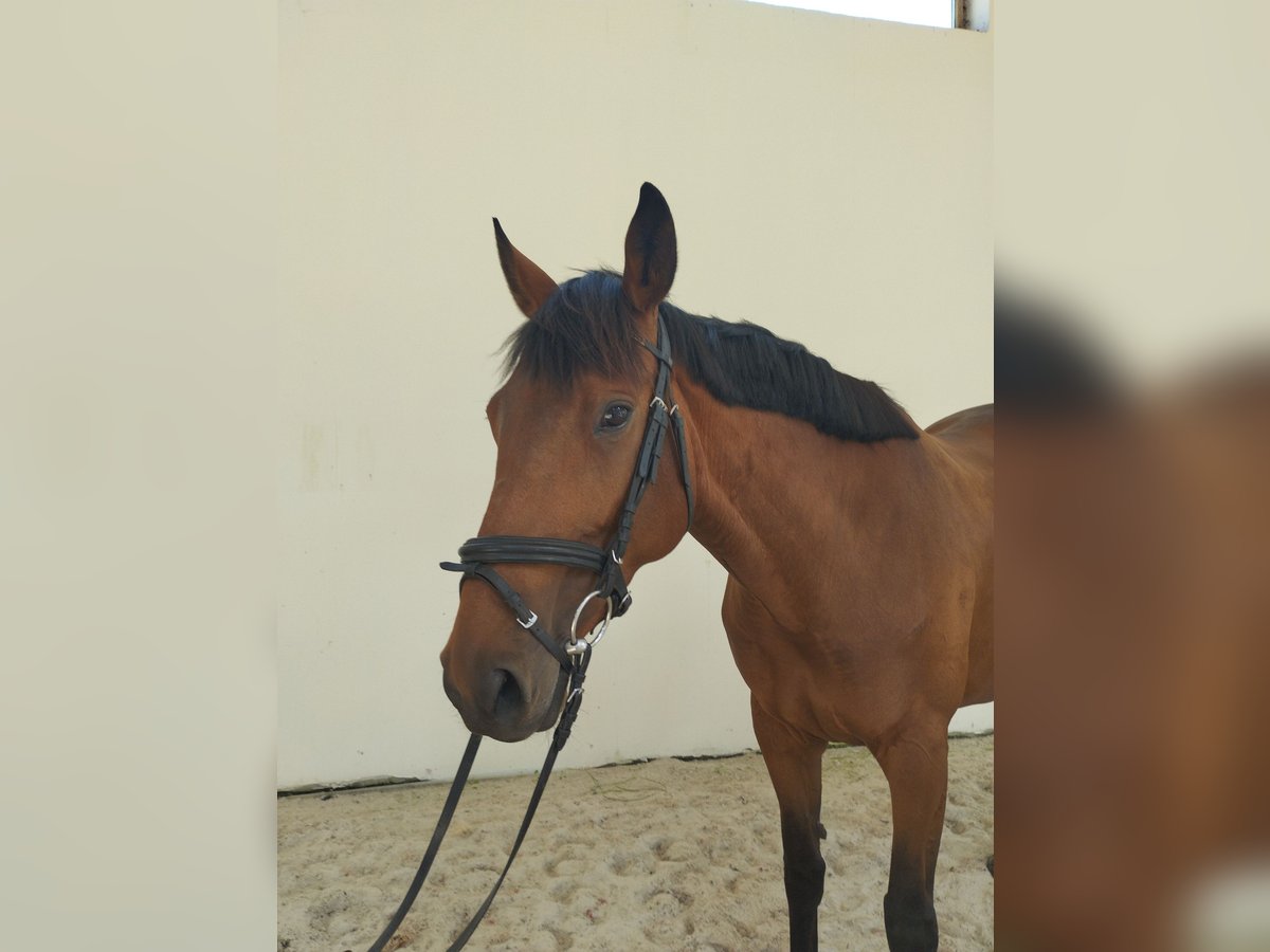 Irlandzki koń sportowy Klacz 6 lat 160 cm Gniada in Stare Lubiejewo