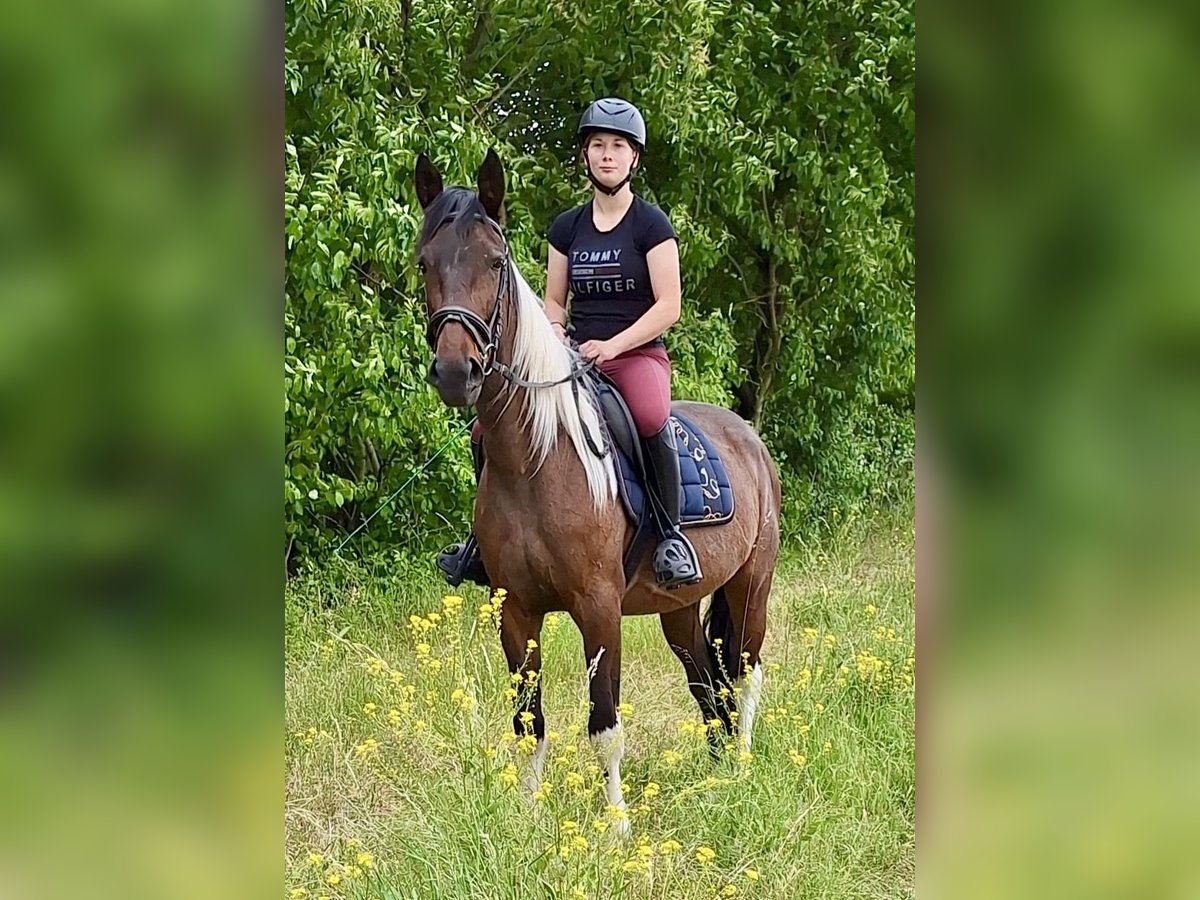 Irlandzki koń sportowy Mix Klacz 6 lat 160 cm Srokata in Wei&#xDF;enthurm