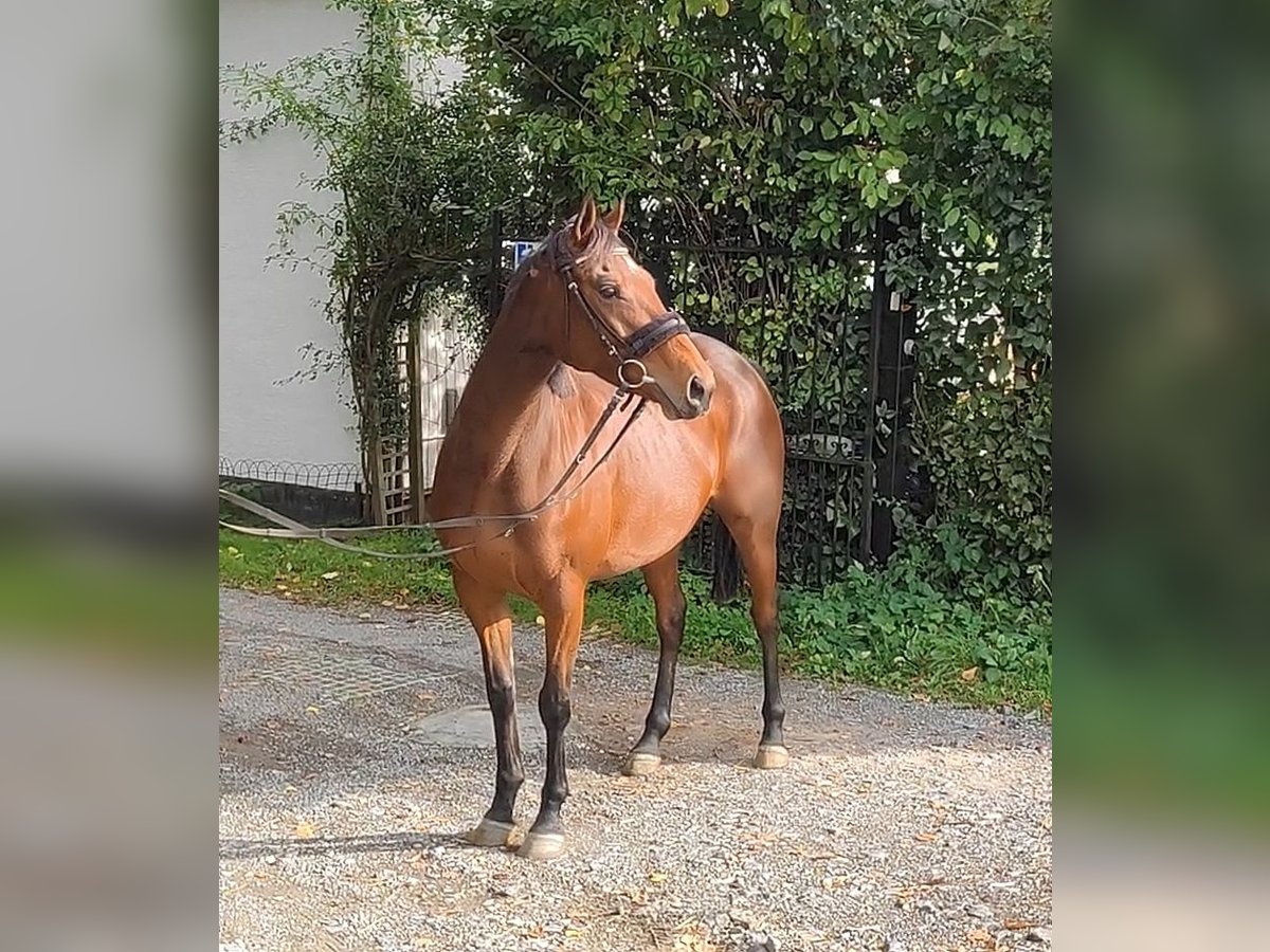Irlandzki koń sportowy Klacz 7 lat 164 cm Gniada in Lage