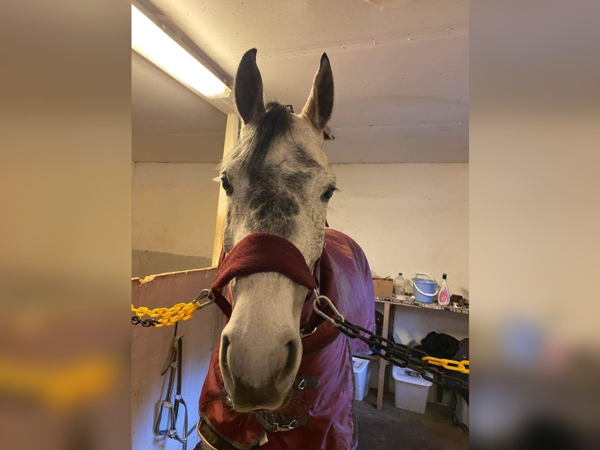 Irlandzki koń sportowy Klacz 8 lat 168 cm Siwa jabłkowita in Leksand