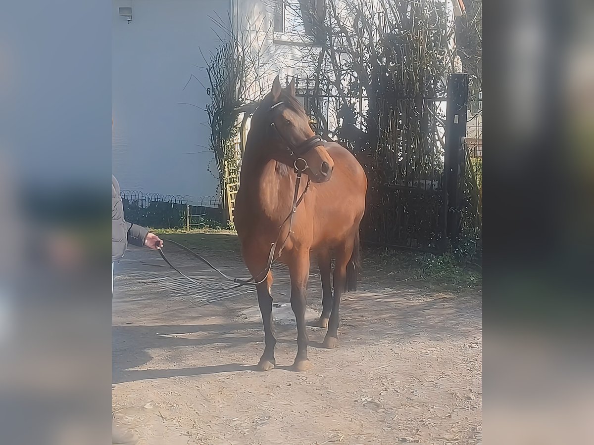 Irlandzki koń sportowy Klacz 9 lat 152 cm Gniada in Lage