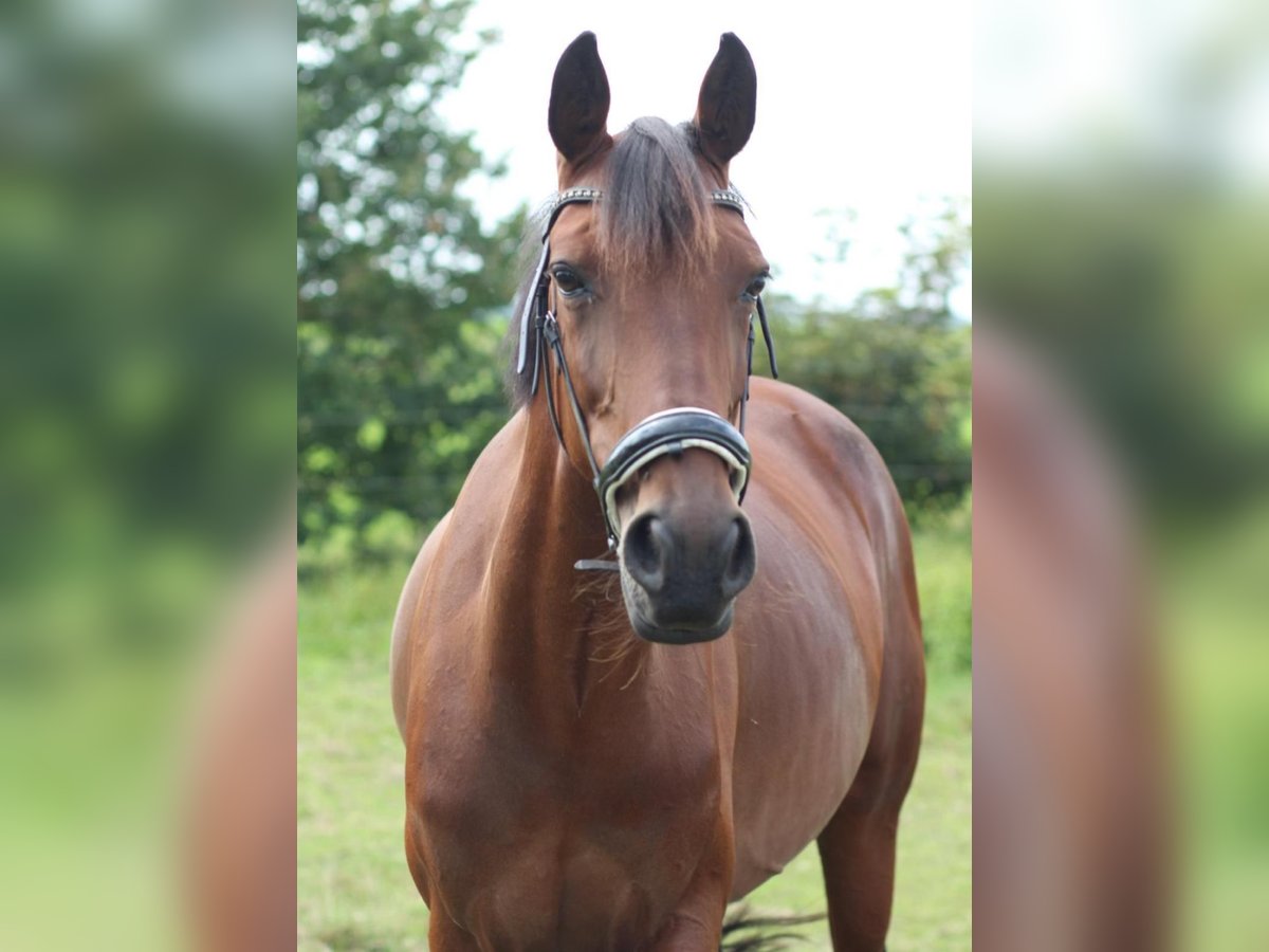 Irlandzki koń sportowy Klacz 9 lat 155 cm Gniada in Weener