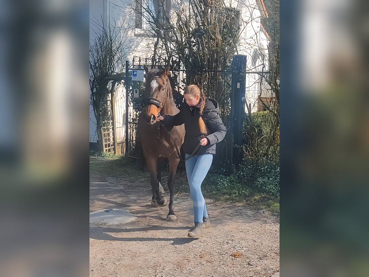 Irlandzki koń sportowy Klacz 9 lat 160 cm Gniada in Lage