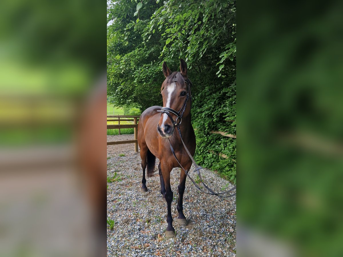 Irlandzki koń sportowy Klacz 9 lat 163 cm Ciemnogniada in Gummern