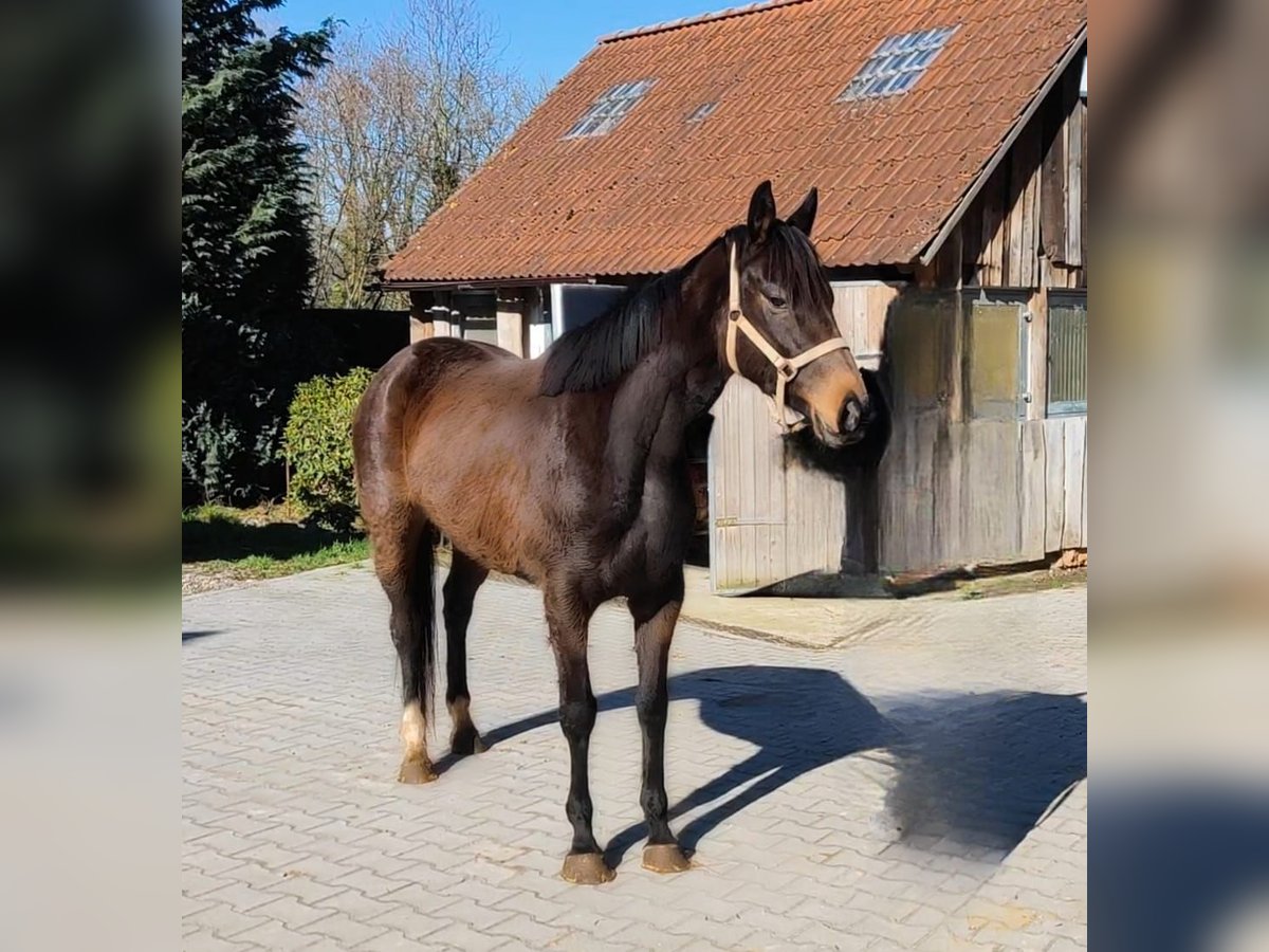 Irlandzki koń sportowy Klacz 9 lat 165 cm Gniada in Lage