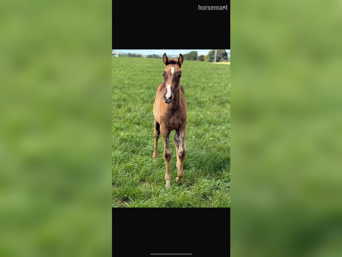 Irlandzki koń sportowy Klacz Źrebak (06/2025) 165 cm Ciemnokasztanowata in Carlow