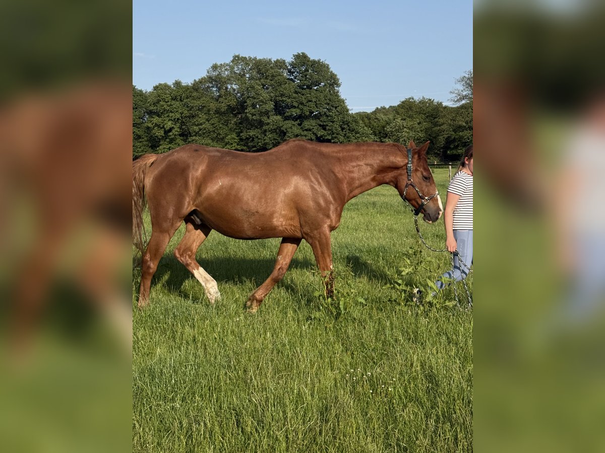 Irlandzki koń sportowy Wałach 13 lat 169 cm Kasztanowata in Quickborn