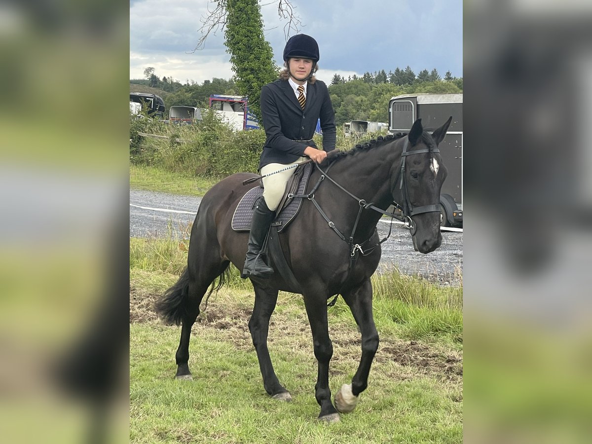 Irlandzki koń sportowy Wałach 16 lat 165 cm Kara in Mullingar, Westmeath