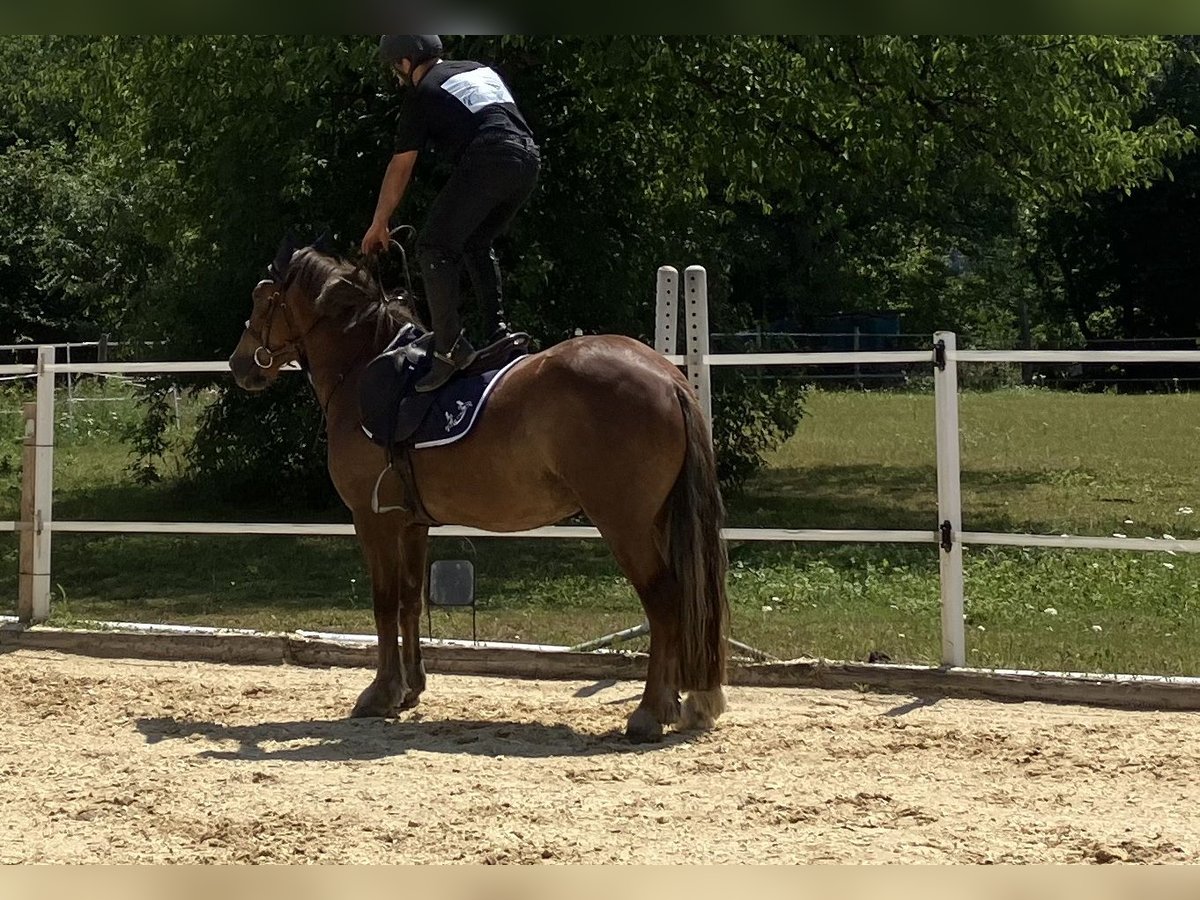 Irlandzki koń sportowy Mix Wałach 4 lat 147 cm Kasztanowata in Thalheim an der Thur