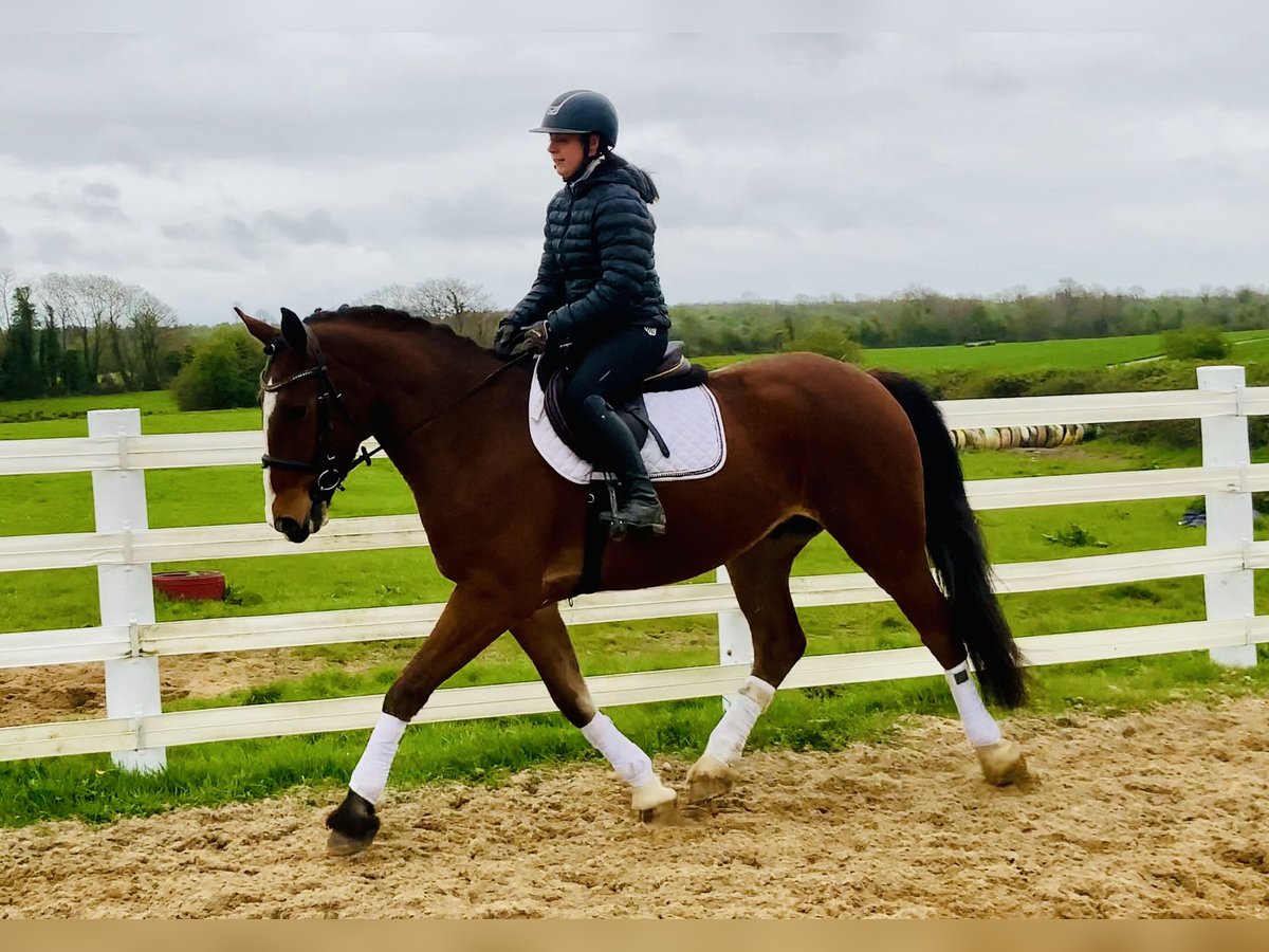 Irlandzki koń sportowy Wałach 4 lat 165 cm Gniada in Mountrath