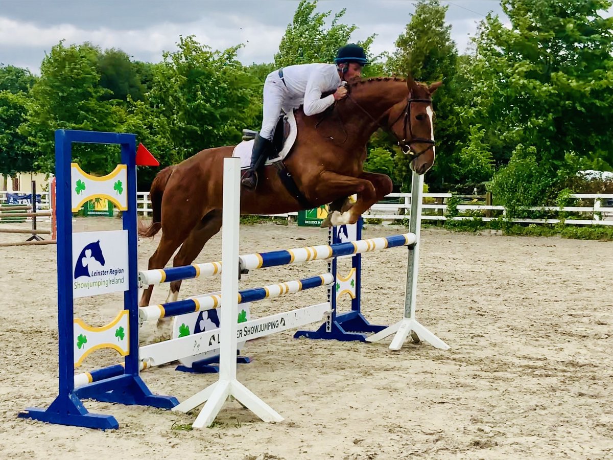 Irlandzki koń sportowy Wałach 4 lat 175 cm Kasztanowata in Mountrath