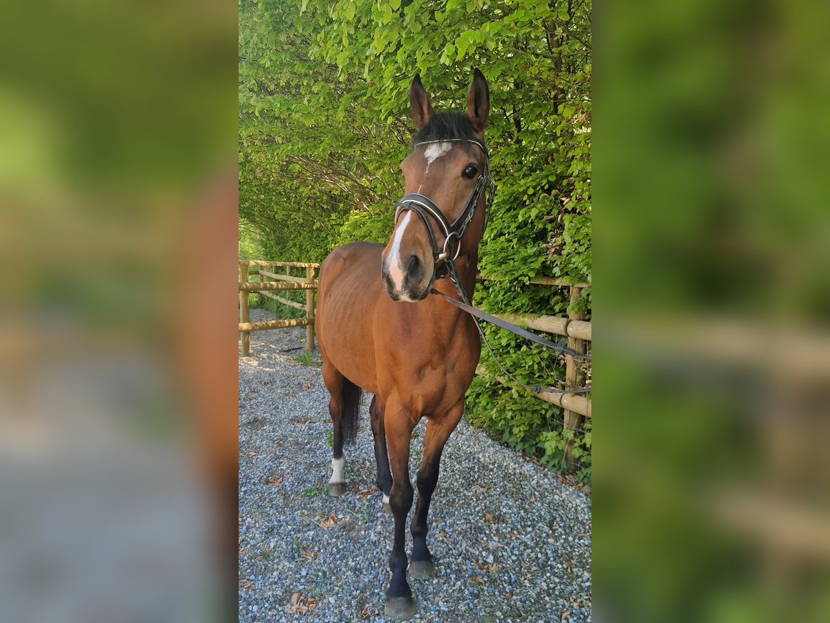 Irlandzki koń sportowy Wałach 5 lat 157 cm Gniada in GUMMERN