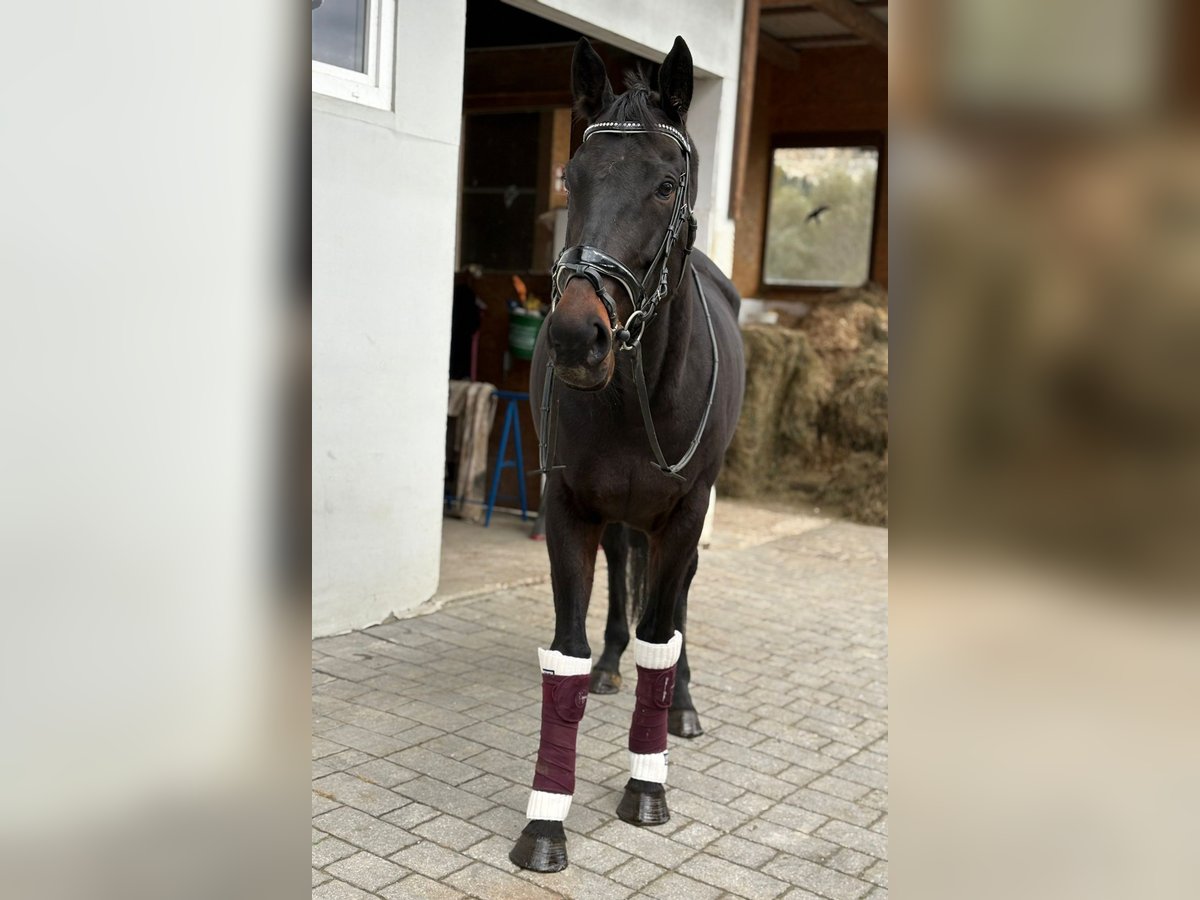 Irlandzki koń sportowy Wałach 5 lat 160 cm Kara in Gummern Irlandzki koń sportowy Wałach 5 lat 160 cm Kara in Gummern