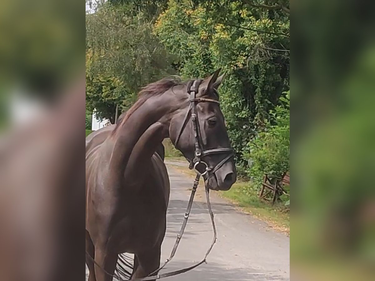 Irlandzki koń sportowy Wałach 5 lat 168 cm Skarogniada in Lage