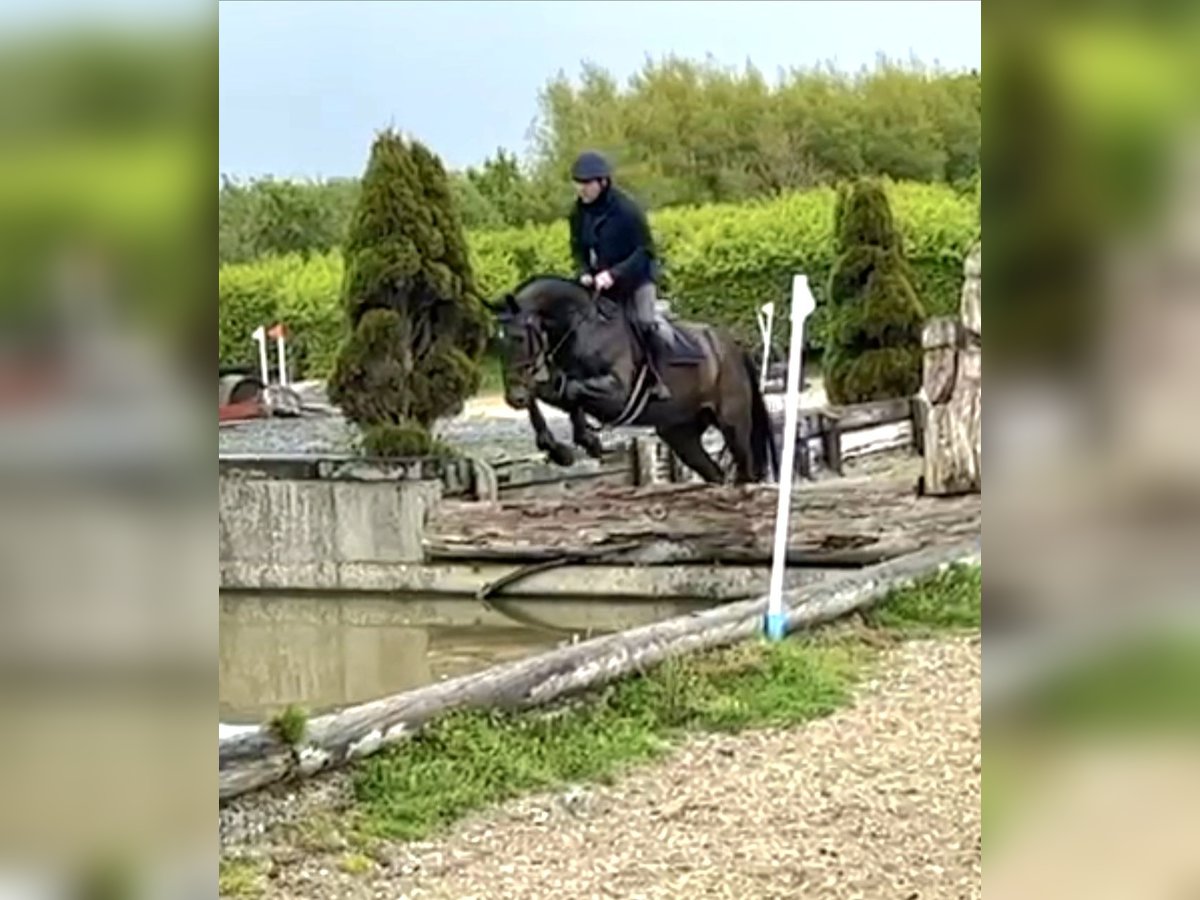 Irlandzki koń sportowy Wałach 6 lat 169 cm Ciemnogniada in Hof