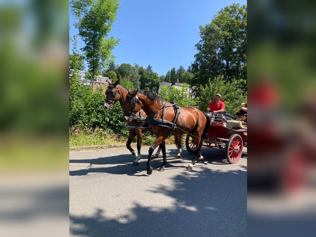 Irlandzki koń sportowy Wałach 6 lat 169 cm Gniada in Oerel