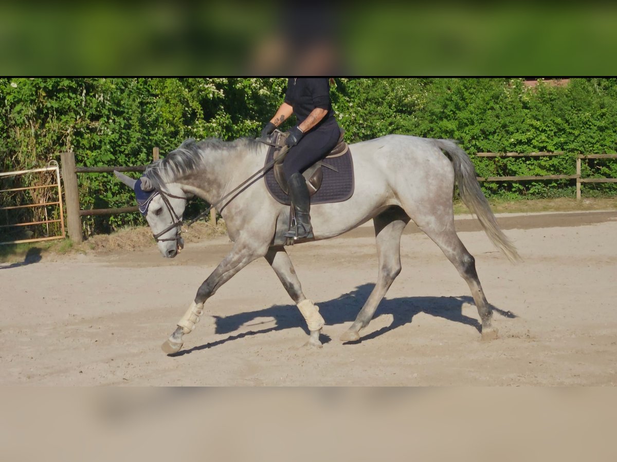 Irlandzki koń sportowy Wałach 8 lat 168 cm Siwa jabłkowita in Wachtendonk