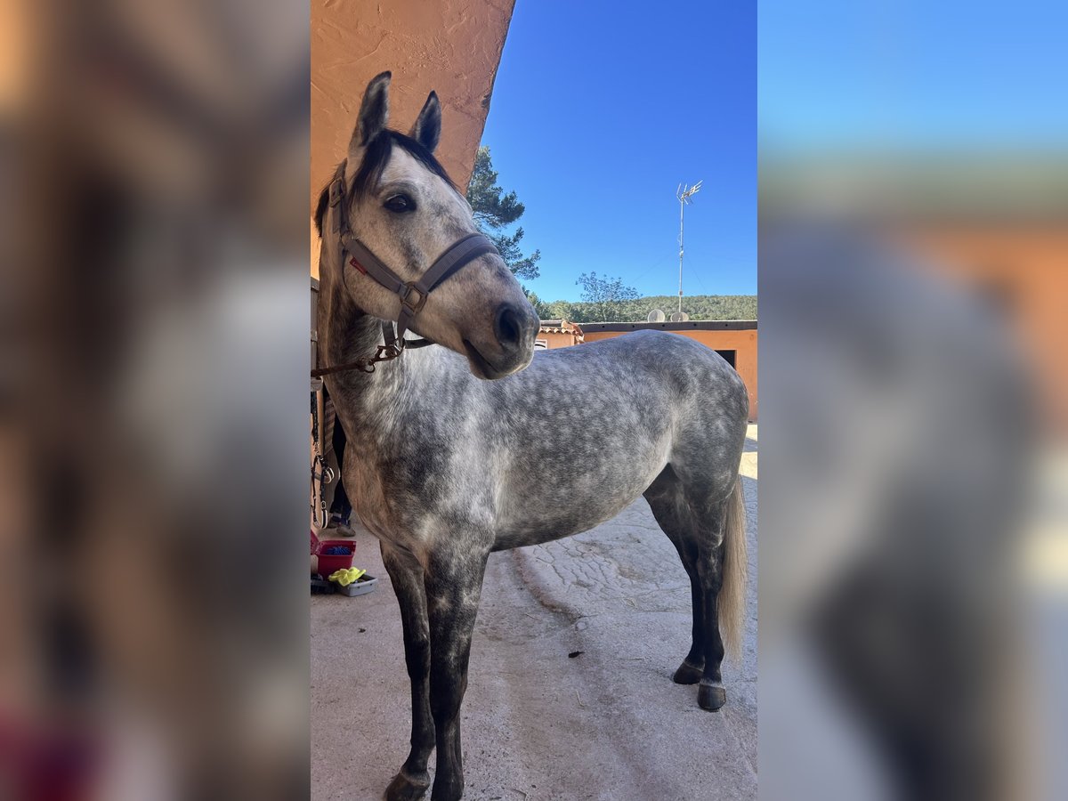 Irlandzki koń sportowy Wałach 9 lat 163 cm Karodereszowata in Santa Eul&#xE0;ria des Riu