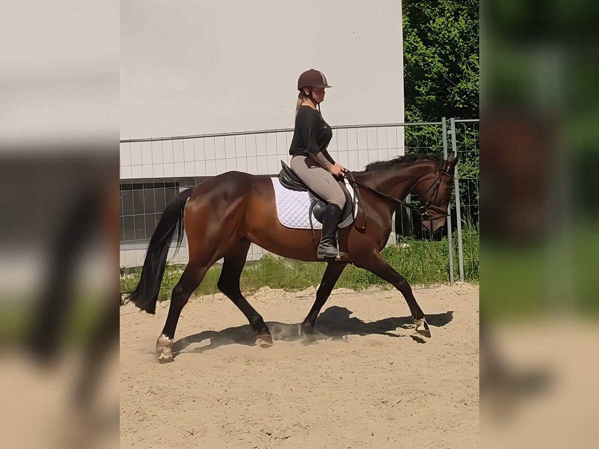 Irlandzki koń sportowy Wałach 9 lat 169 cm Gniada in Lage Irlandzki koń sportowy Wałach 9 lat 169 cm Gniada in Lage