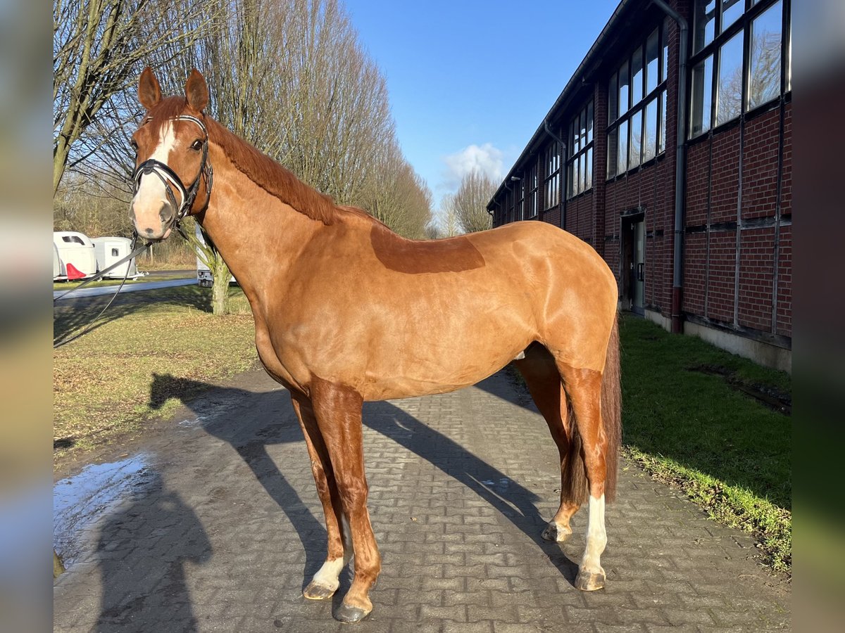 Irlandzki koń sportowy Wałach 12 lat 170 cm Kasztanowata in Köln